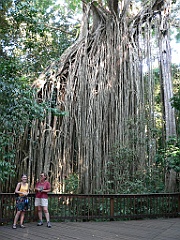 032 Curtain Fig Tree